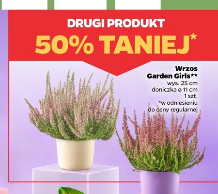 Wrzos Garden Girls promocja w Netto