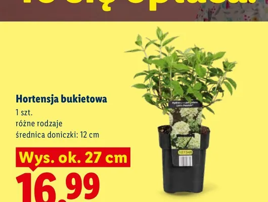Hortensja bukietowa promocja w Lidl