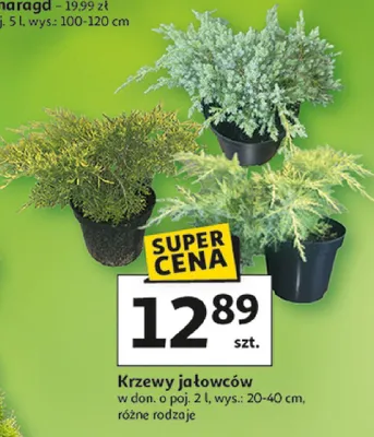 Krzewy jałowców, różne rodzaje promocja w Auchan