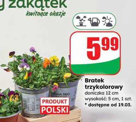 Bratek trzykolorowy doniczka 12 cm wysokość: 5 cm promocja w Dino