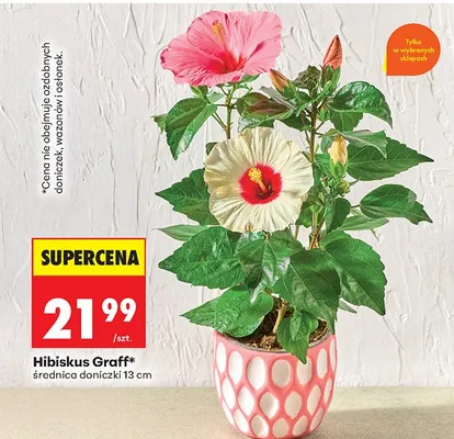 Hibiskus Graff średnica doniczki 13cm promocja w Biedronka