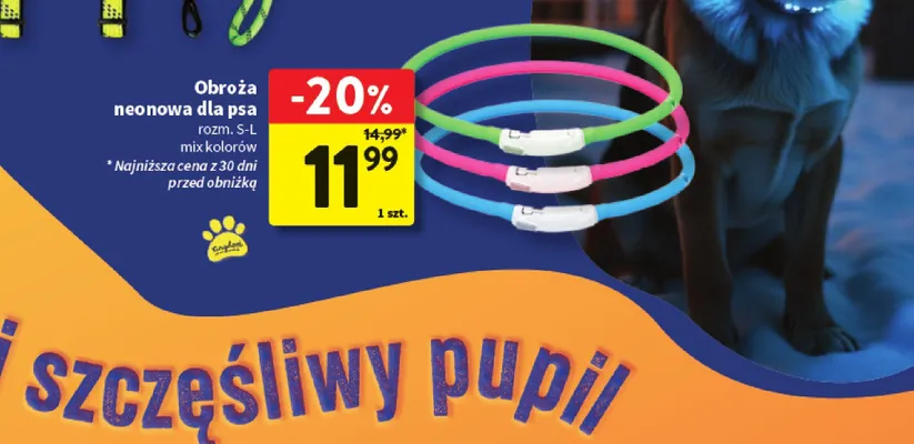 Obroża neonowa dla psa promocja w Intermarche