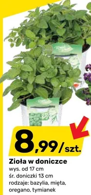 Zioła w doniczce wys. od 17cm śr. doniczki 13cm tymianek promocja w Bricomarche