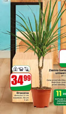 Dracena doniczka 14 cm promocja w Dino
