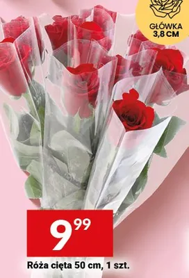 Róża cięta 50 cm promocja w Twój Market