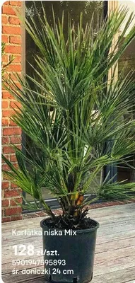 Roślina Karłatka niska Mix promocja w Castorama