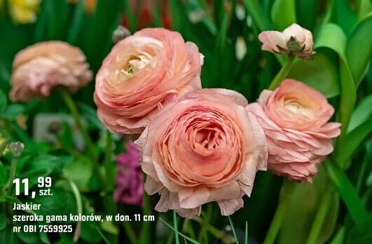 Jaskier szeroka gama kolorów promocja w OBI