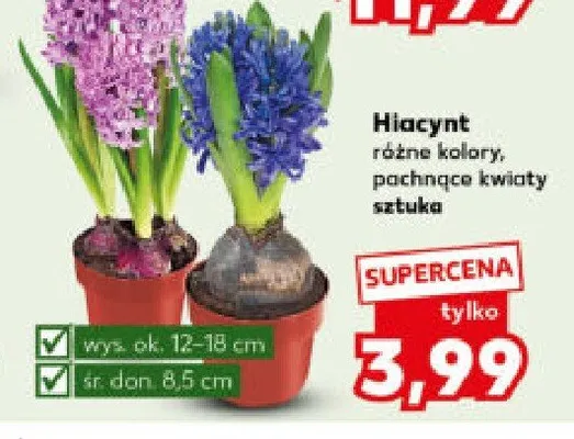 Hiacynt promocja w Kaufland