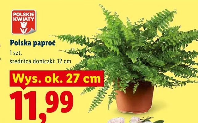 Polska paproć Polskie Kwiaty promocja w Lidl