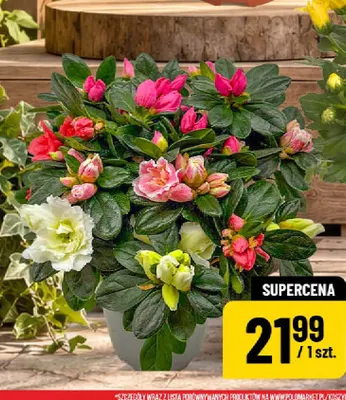 Azalia trzykolorowa promocja w POLOmarket