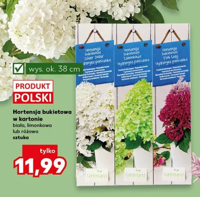Hortensja bukietowa w kartonie  promocja w Kaufland