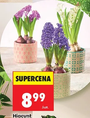 Hiacynt 3 cebule średnica doniczki 10,5 cm promocja w Biedronka