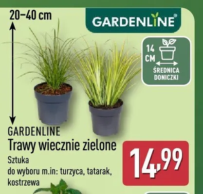 Trawy wiecznie zielone GARDENLINE promocja w Aldi