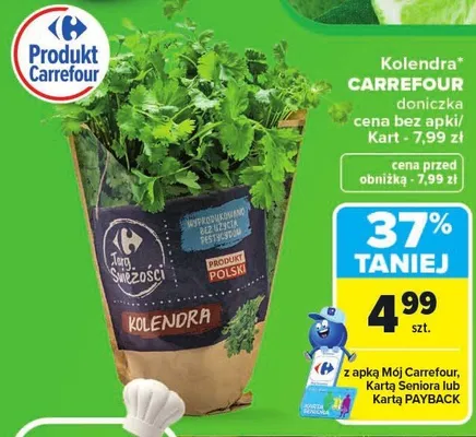 Kolendra doniczka Carrefour promocja w Carrefour Market