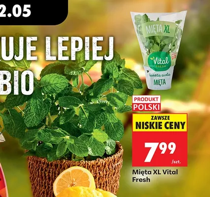 Mięta XL Vital Fresh promocja w Biedronka