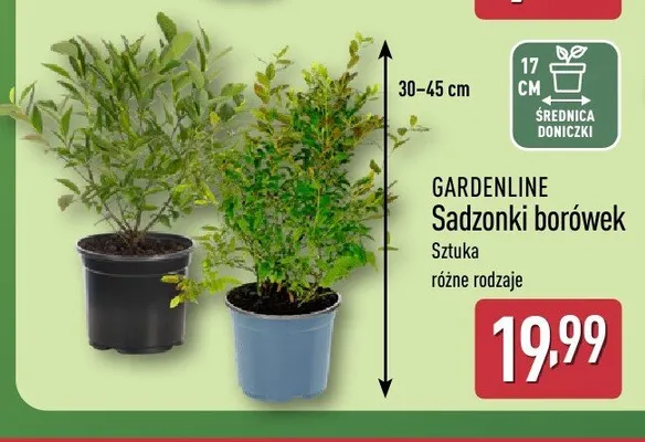 Sadzonki borówek Gardenline promocja w Aldi