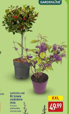 Krzewy ozdobne mix pięknotka Gardenline promocja w Aldi