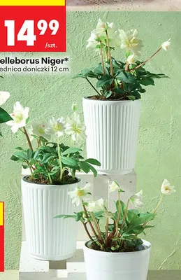 Roślina doniczkowa Helleborus Niger promocja w Biedronka
