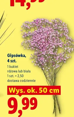 Gipsówka promocja w Lidl