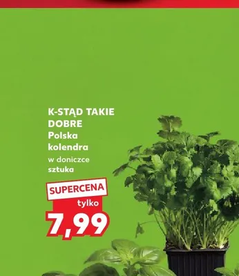 Kolendra w doniczce K-Stąd Takie Dobre promocja w Kaufland
