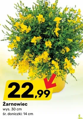 Żarnowiec promocja w Bricomarche