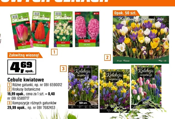 Cebule kwiatowe krokusy botaniczne promocja w OBI