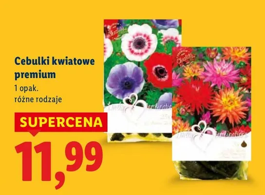 Cebulki kwiatowe premium, różne rodzaje promocja w Lidl