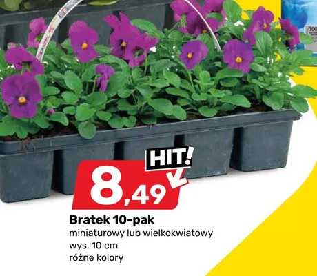 Farba lateksowa Dulux Kolory Świata lub farba akrylowa Dulux Absolute White promocja w Bricomarche