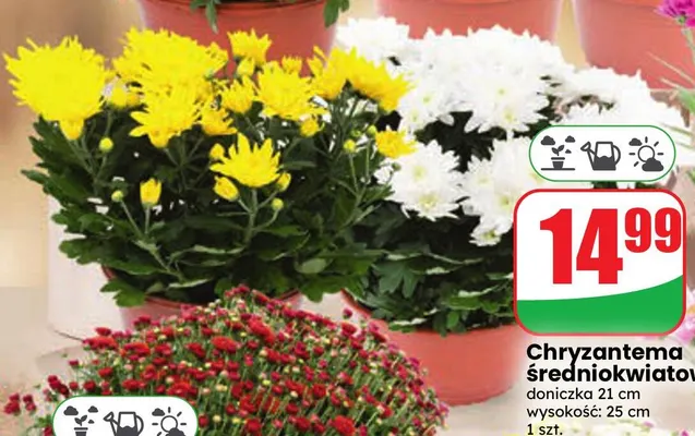 Chryzantema średniokwiatowa promocja w Dino