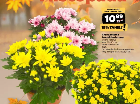 Chryzantema średniokwiatowa promocja w Netto