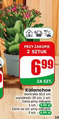 Kalanchoe promocja w Dino