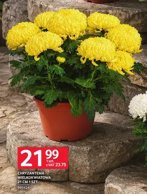 Chryzantema wielkokwiatowa 21 cm promocja w Selgros