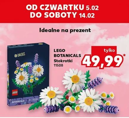 Stokrotki promocja w Kaufland