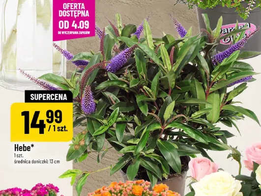 Hebe średnica doniczki 13 cm promocja w POLOmarket