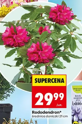 Rododendron promocja w Biedronka