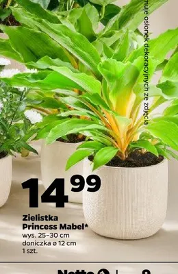 Zielistka Princess Mabel promocja w Netto