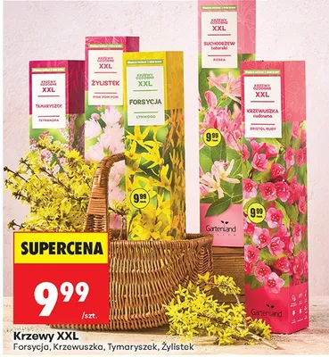 Krzewy XXL forsycja, krzewuszka, tymaryszek, żylistek promocja w Biedronka