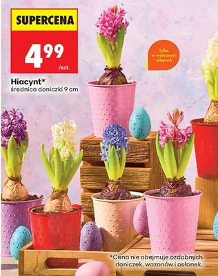 Hiacynt średnica doniczki 9 cm promocja w Biedronka