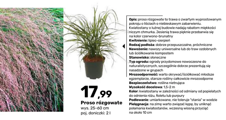 Proso rózgowate wys. 25-60 cm poj. doniczki 2 l promocja w Bricomarche