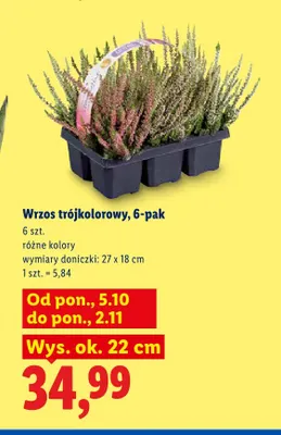 Wrzos trójkolorowy 6-pak promocja w Lidl