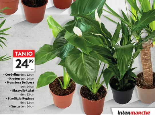 Roślina doniczkowa Cordylina don. 12 cm promocja w Intermarche