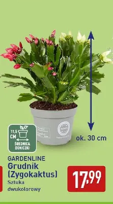 Grudnik Zygokaktus Gardenline promocja w Aldi