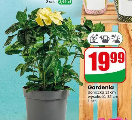 Gardenia promocja w Dino
