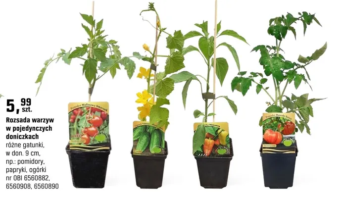 Rozsada warzyw w pojedynczych doniczkach różne gatunki (9 cm) (pomidory, papryki, ogórki) promocja w OBI