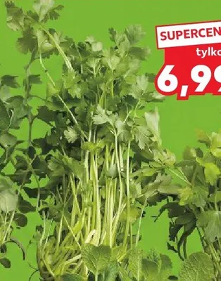 Kolendra w doniczce promocja w Kaufland