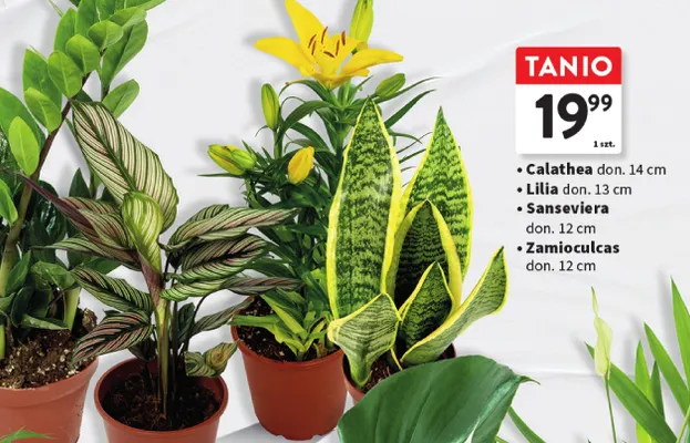 Roślina doniczkowa Zamioculcas don. 12 cm promocja w Intermarche