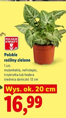 Rośliny zielone promocja w Lidl