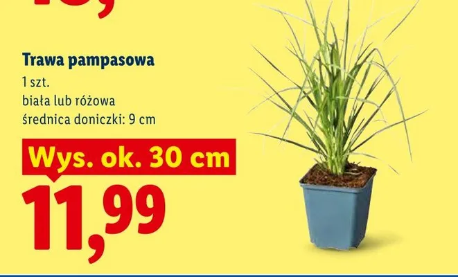 Trawa pampasowa biała promocja w Lidl