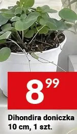 Dihondra doniczka 10 cm promocja w Twój Market