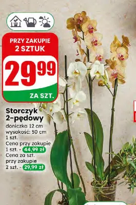 Storczyk 2-pędowy Dino promocja w Dino